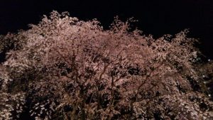 桜その2_平成30年春